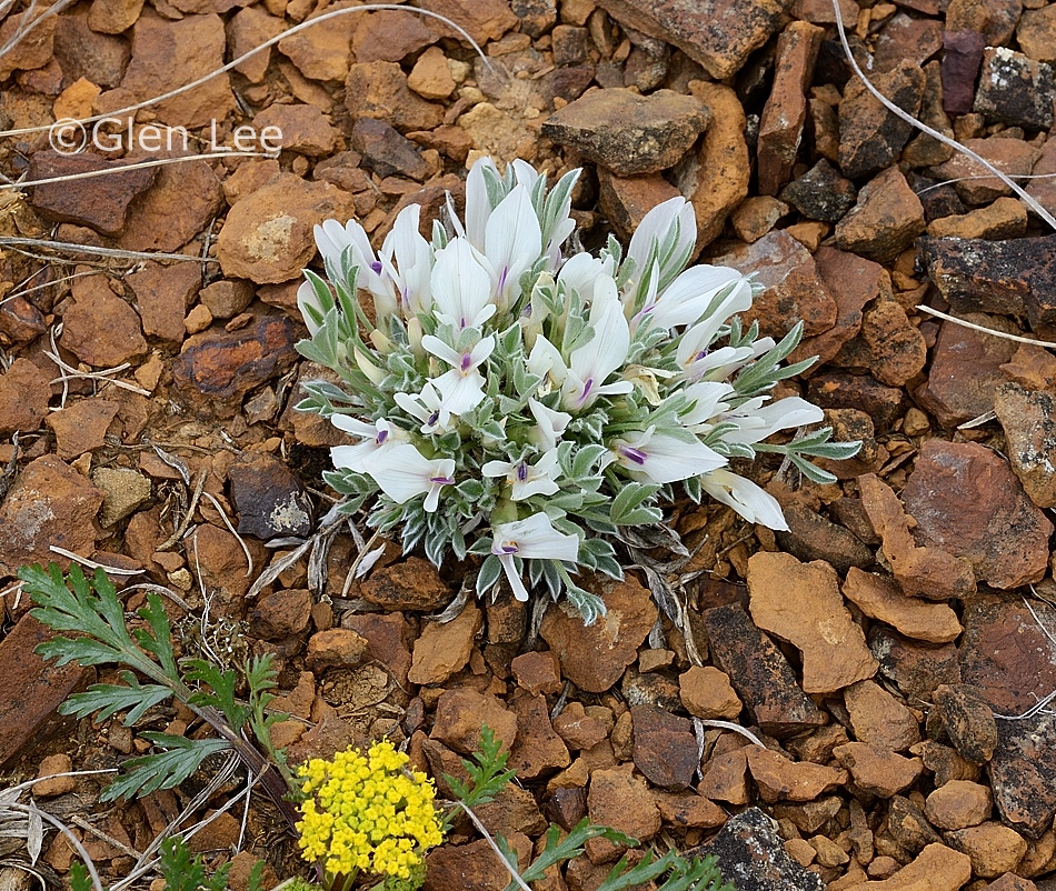 Astragalus gilviflorus photos Saskatchewan Wildflowers